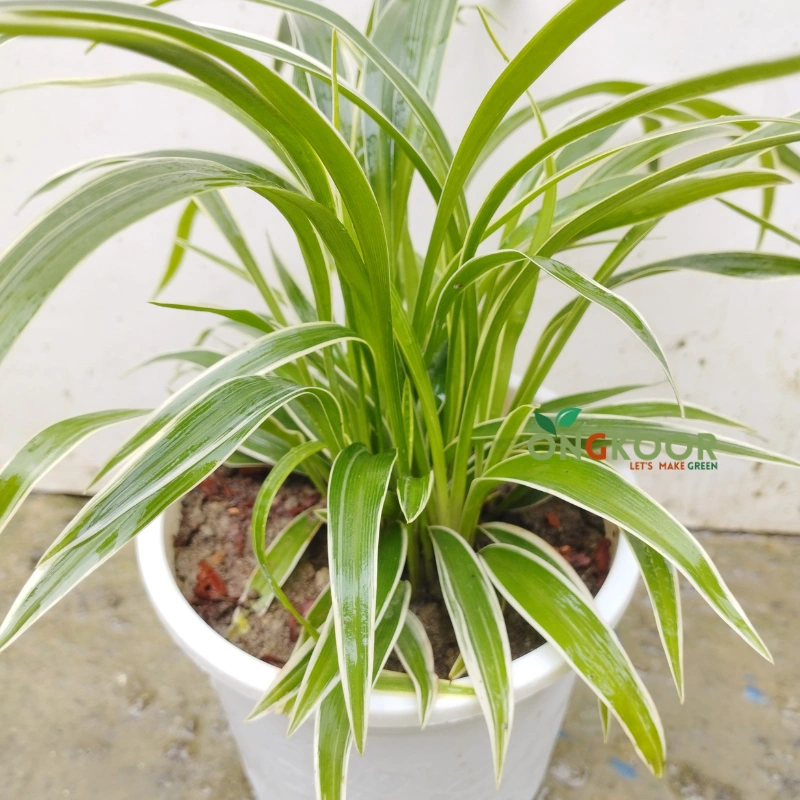 Spider Plant স্পাইডার প্লান্ট - Image 2