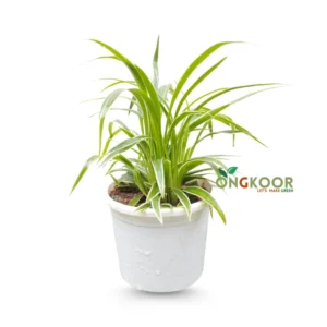 Spider Plant