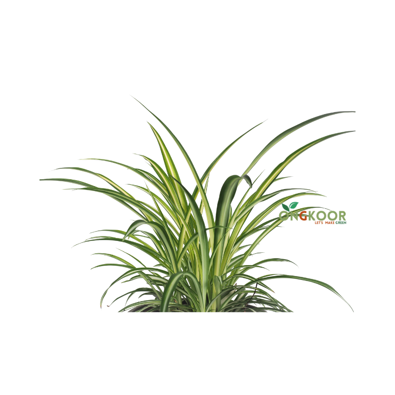 Spider Plant স্পাইডার প্লান্ট - Image 2