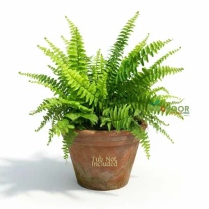 Tiger Fern