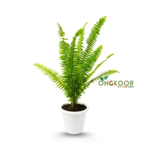 Tiger Fern Boston Fern