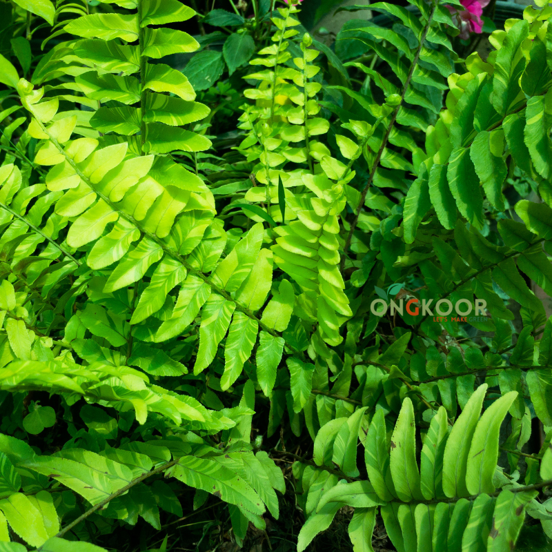Tiger Fern Leaf