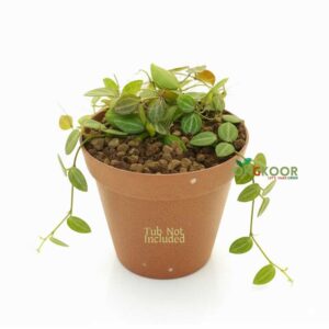 Watermelon-Hoya-plant