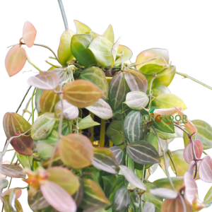 Watermelon Hoya plant