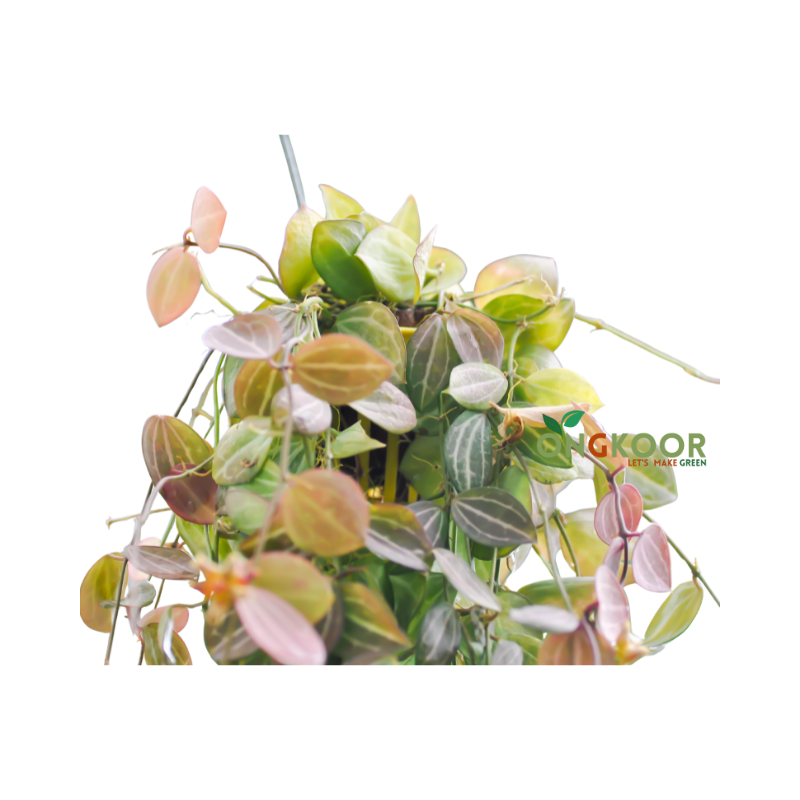 Watermelon Hoya ওয়াটারমেলন হয়া - Image 2