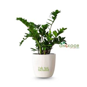 ZZ-Plant-জি-জি-প্লান্ট