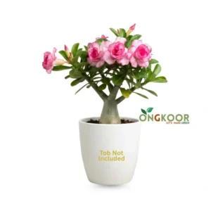 Adenium Pink Double Petal অ্যাডেনিয়াম পিঙ্ক ডাবল পেটাল