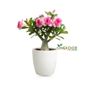 Adeniums Pink Double Petal
