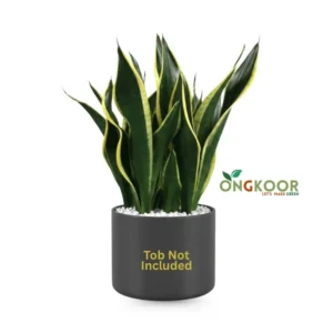 Black Gold Snake Plant