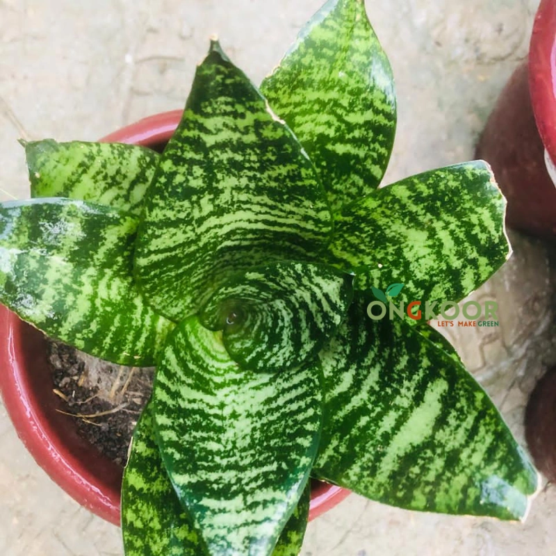 Black Robusta Snake Plant