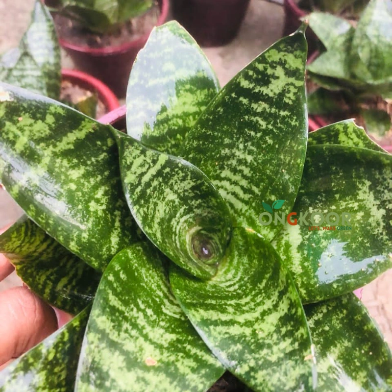 Black Robusta Snake Plant ব্ল্যাক রোবাস্টা স্নেক প্ল্যান্ট Sansevieria - Image 4