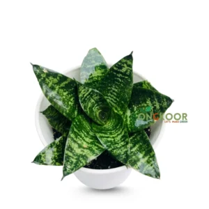 Black Robusta Snake Plant