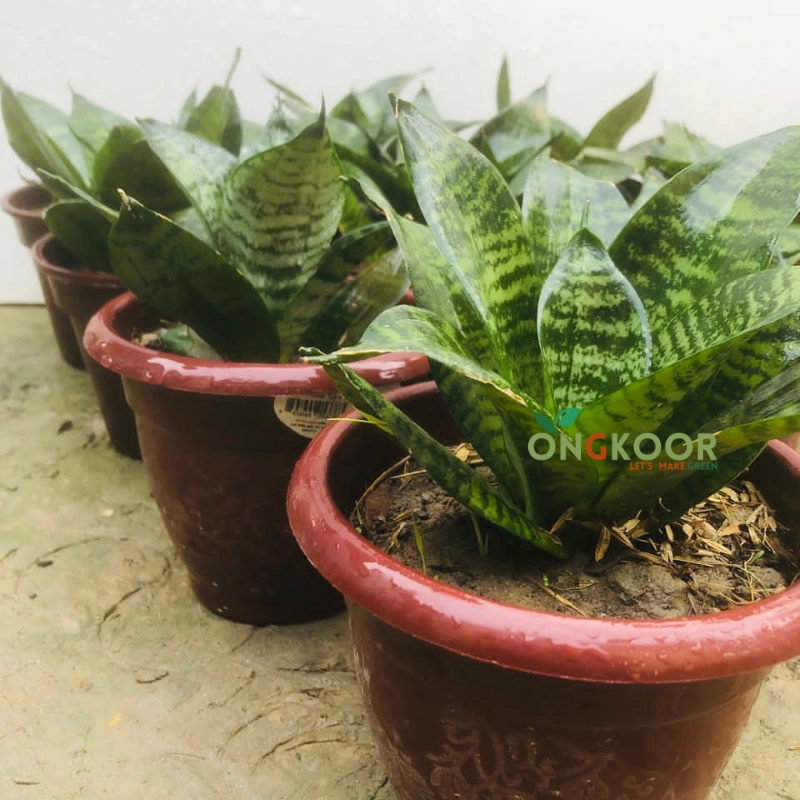 Black Robusta Snake Plant ব্ল্যাক রোবাস্টা স্নেক প্ল্যান্ট Sansevieria - Image 3
