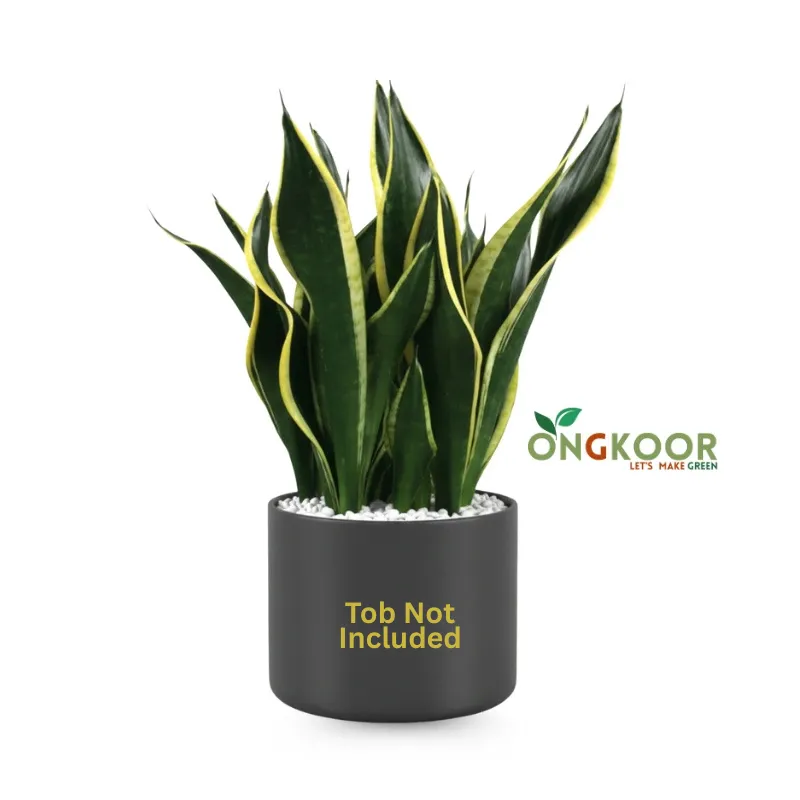Black Gold Snake Plant