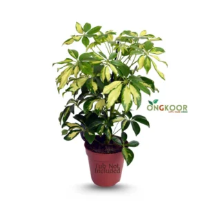 Schefflera Plant