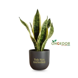 Dracaena Trifasciata Black Gold