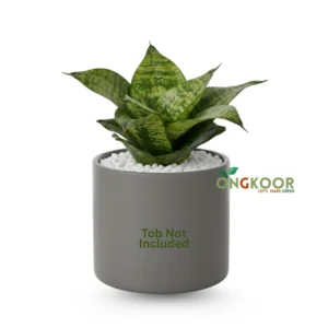 Dracaena Trifasciata Black Robusta