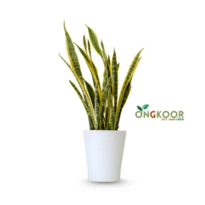 Dracaena Trifasciata Golden Flame