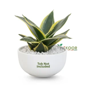 Dracaena Trifasciata Jade Pagoda