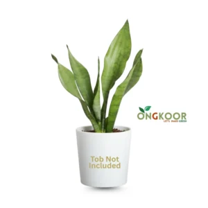 Dracaena Trifasciata Moonshine