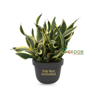 Dracaena Trifasciata 'Twisted Sister'