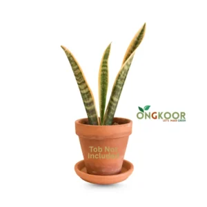 Dracaena trifasciata 'Laurentii'