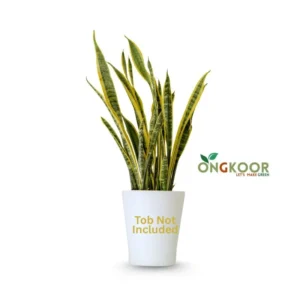 Golden Flame Snake Plant