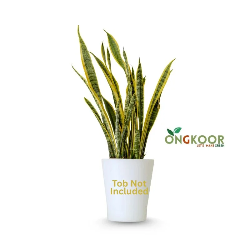 Golden Flame Snake Plant