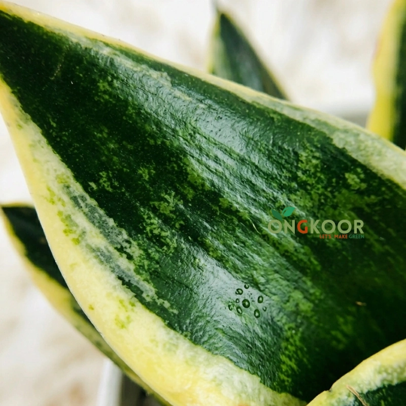 Jade Pagoda Snake Plant