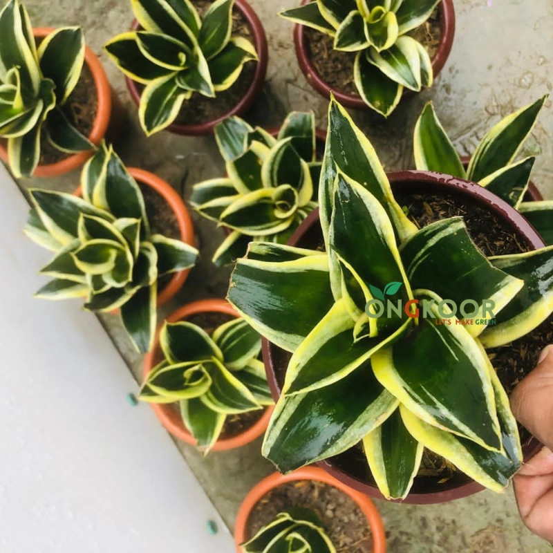 Jade Pagoda Snake Plant জেড প্যাগোডা স্নেক প্ল্যান্ট Sansevieria - Image 4