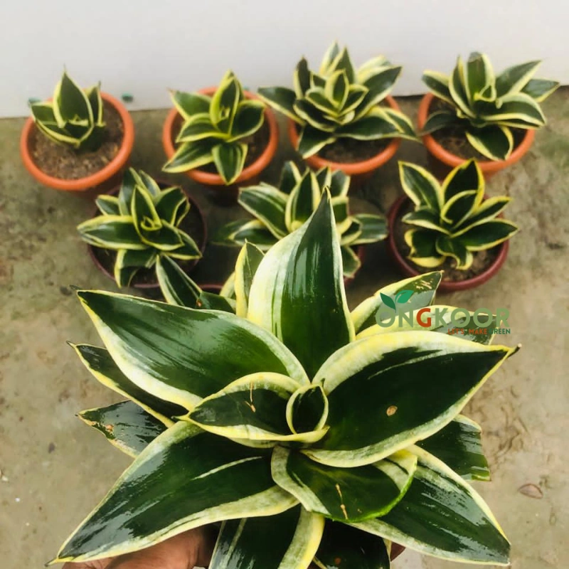 Jade Pagoda Snake Plant জেড প্যাগোডা স্নেক প্ল্যান্ট Sansevieria - Image 3