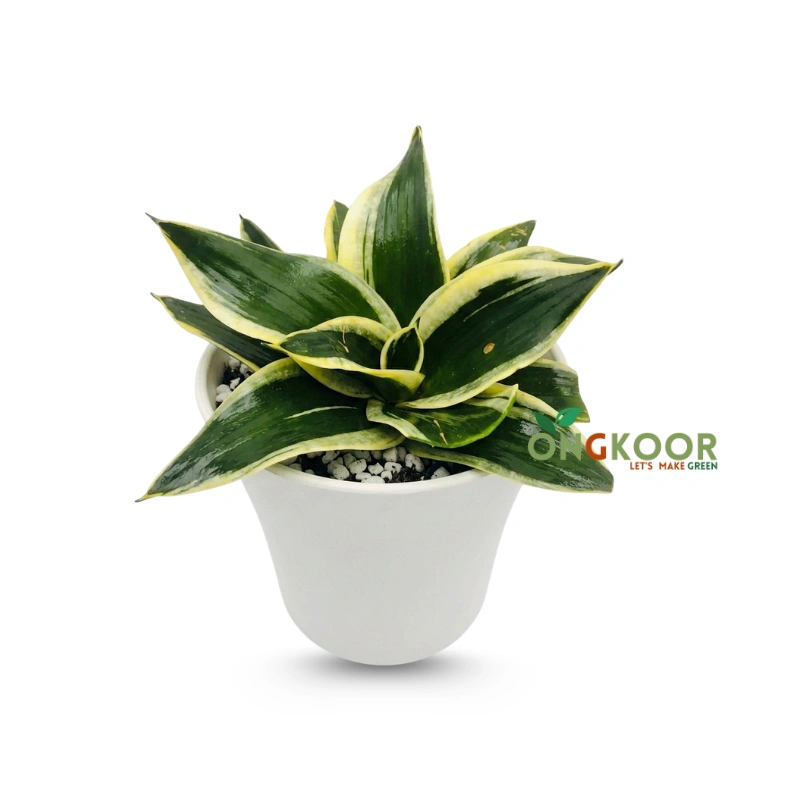 Jade Pagoda Snake Plant