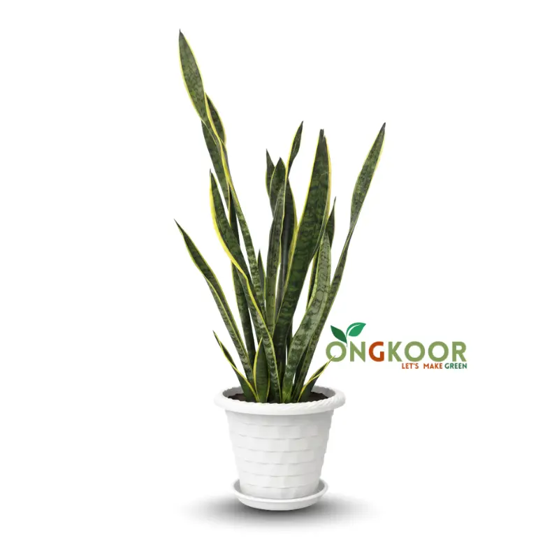 Laurentii Snake Plant