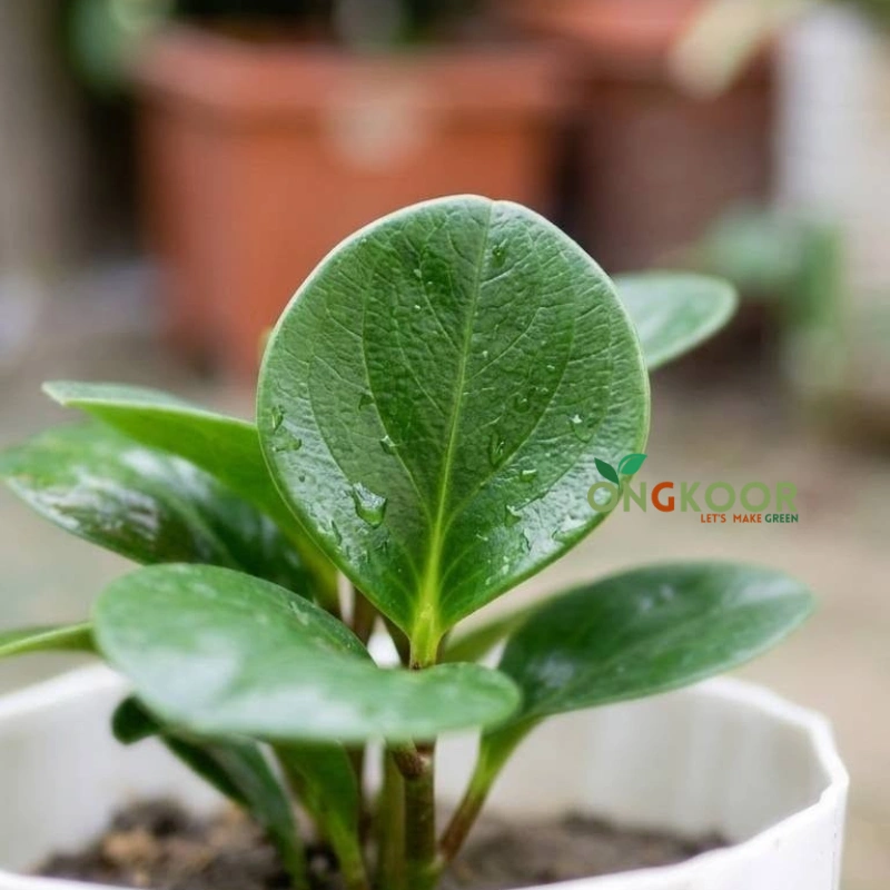 Peperomia Obtusifolia পেপারোমিয়া Baby Rubber Plant - Image 2