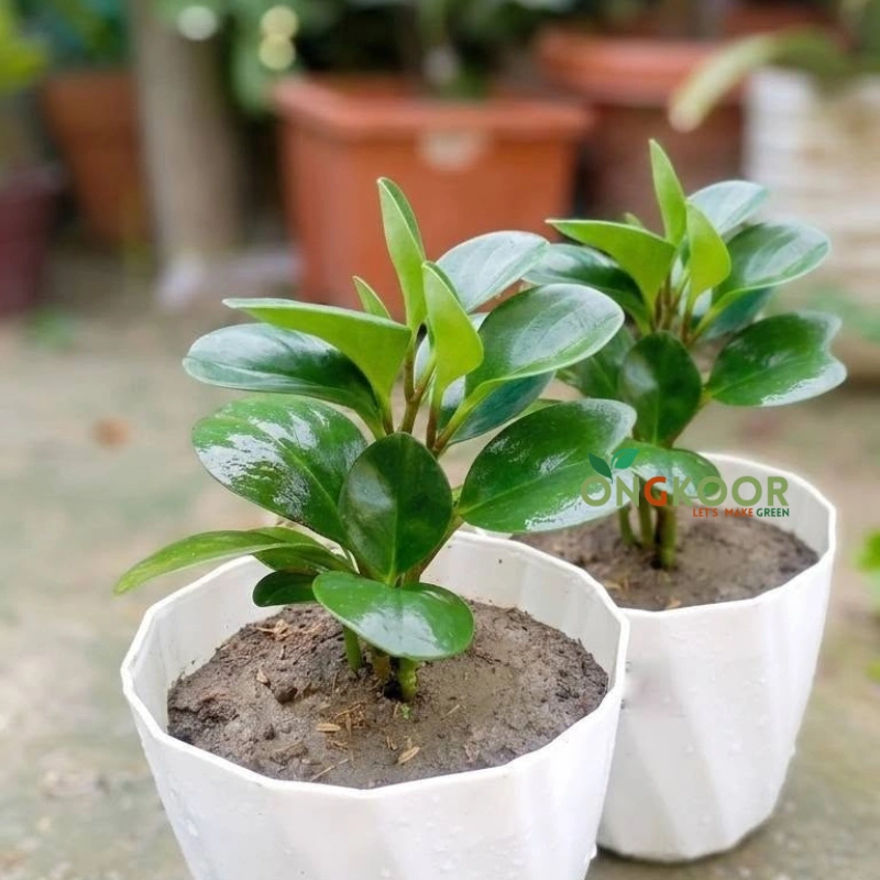 Peperomia Obtusifolia পেপারোমিয়া Baby Rubber Plant - Image 3