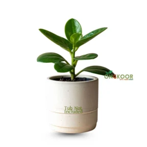 Peperomia Obtusifolia পেপারোমিয়া Baby Rubber Plant
