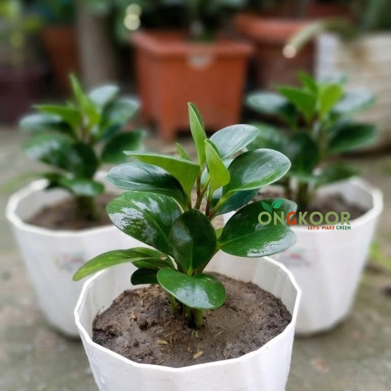 Peperomia Obtusifolia পেপারোমিয়া Baby Rubber Plant - Image 4