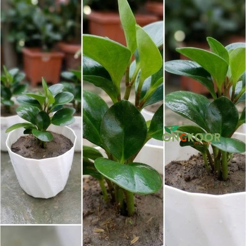 Peperomia
