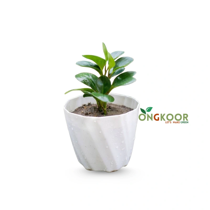 Peperomia