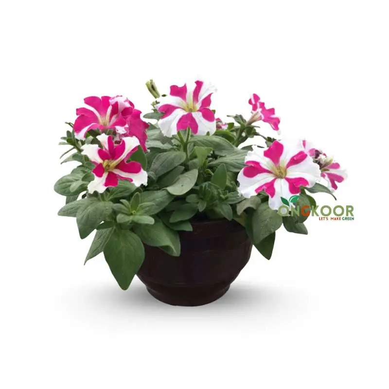 Petunia পিটুনিয়া ফুল গাছ - Image 2