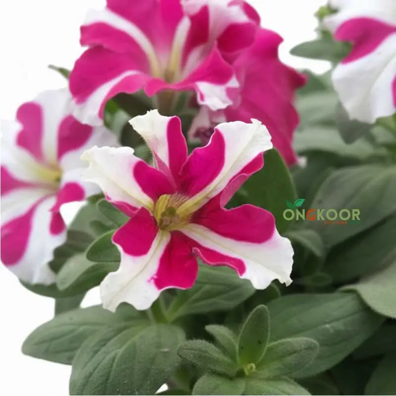 Petunia পিটুনিয়া ফুল গাছ - Image 3