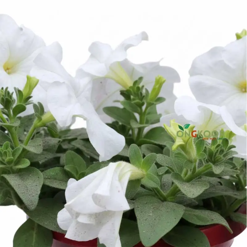Petunia পিটুনিয়া ফুল গাছ - Image 4