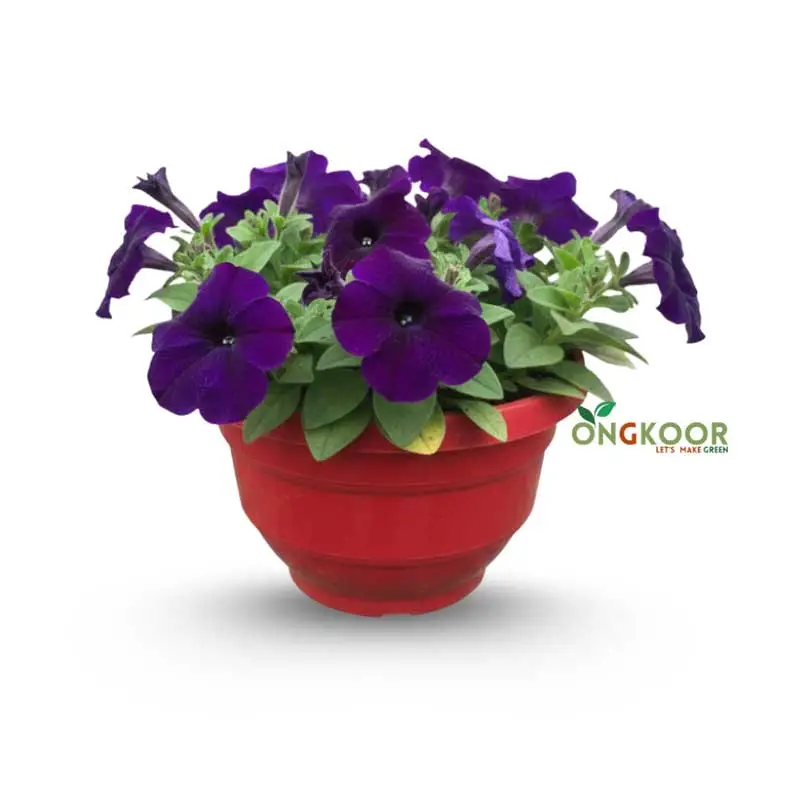 Petunia পিটুনিয়া ফুল গাছ - Image 6