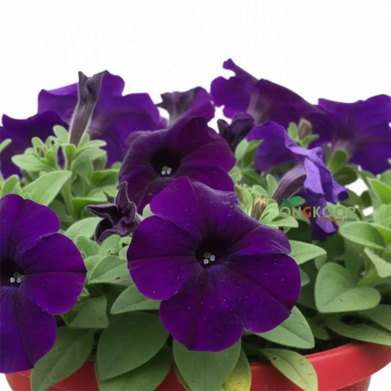 Petunia পিটুনিয়া ফুল গাছ - Image 7