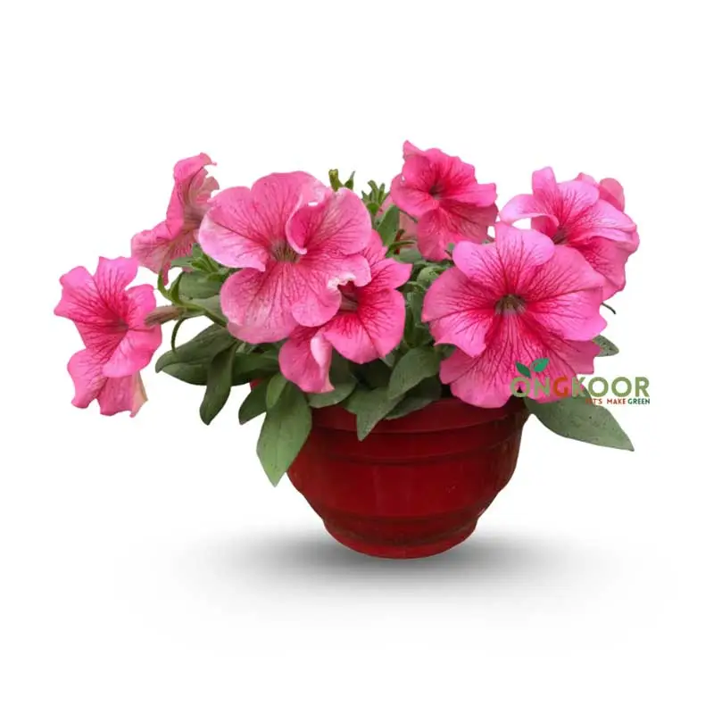 Petunia পিটুনিয়া ফুল গাছ - Image 8
