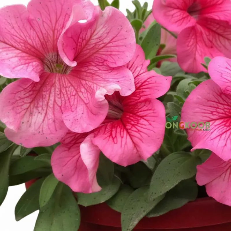 Petunia পিটুনিয়া ফুল গাছ - Image 9