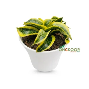 Twisted Sister Snake Plant