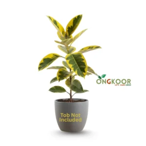 Yellow Gem Ficus Elastica