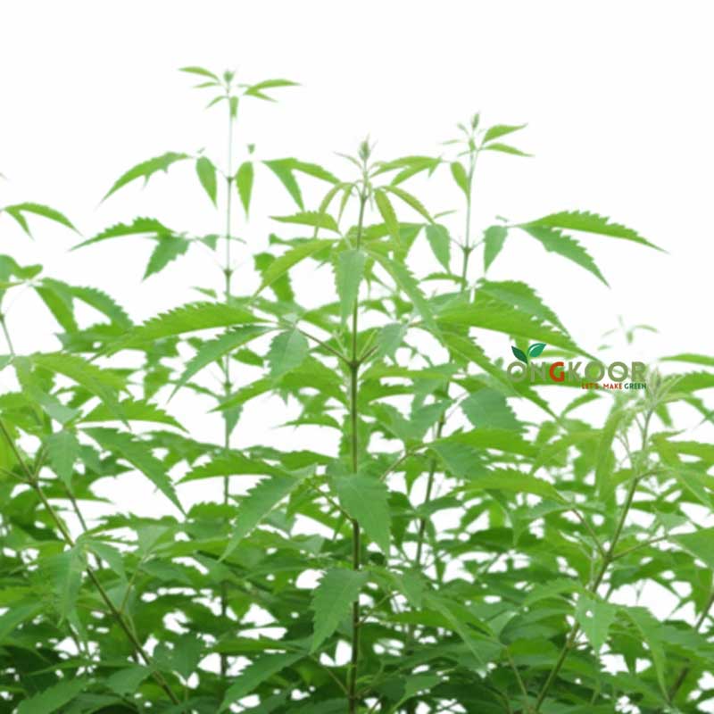 Vitex Negundo নিশিন্দা গাছ - Image 2