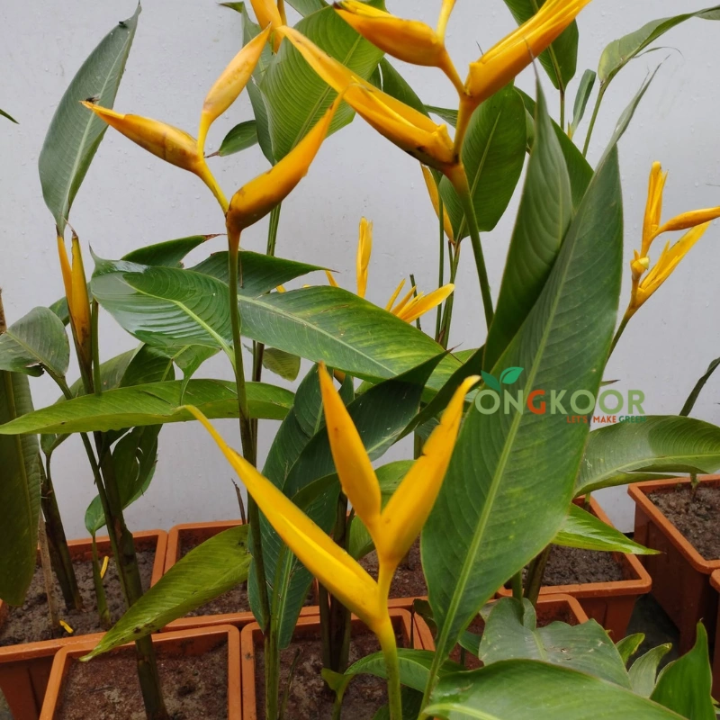 Bird of Paradise Plants স্বর্গীয় পাখি গাছ Strelitzia Reginae - Image 2